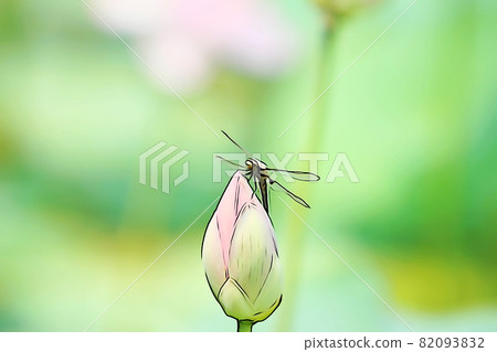 粉彩般的“蜻蜓棲息在蓮花芽上”插圖圖像 82093832