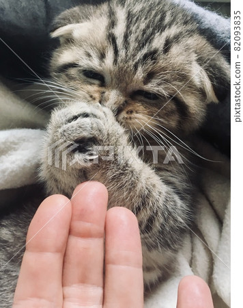 Scottish fold and scottish straight kittens at home 82093835