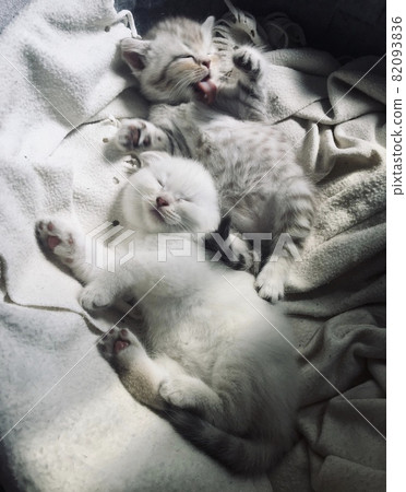 Scottish fold and scottish straight kittens at home 82093836