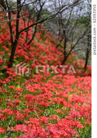 Cluster amaryllis in Kagawa Prefecture, Shikoku 82093958