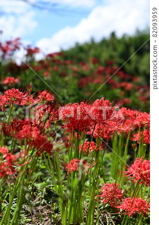 Cluster amaryllis in Kagawa Prefecture, Shikoku Cluster amaryllis in Kagawa Prefecture, Shikoku 82093959