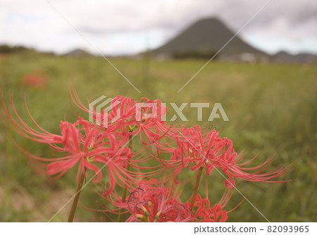 Cluster amaryllis in Kagawa Prefecture, Shikoku 82093965