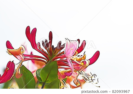 粉彩風格的“金銀花”插圖圖像 82093967