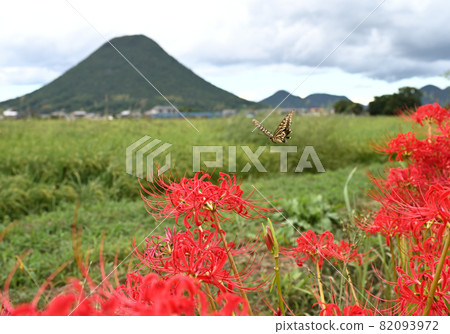 Cluster amaryllis in Kagawa Prefecture, Shikoku Cluster amaryllis in Kagawa Prefecture, Shikoku 82093972