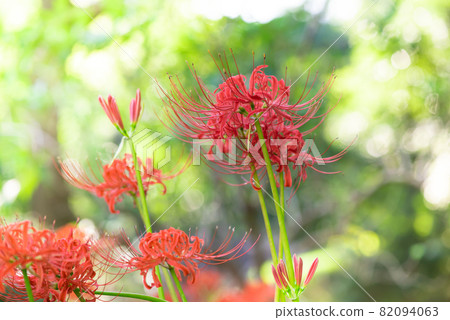 秋天盛開的紅蜘蛛百合 秋天盛開的紅蜘蛛百合 82094063