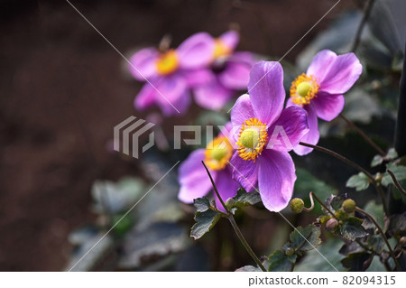 Shumayigiku（秋季） 82094315