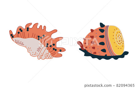 Doodle Ornamental Seashell with Hard Marine Shell Vector Set 82094365