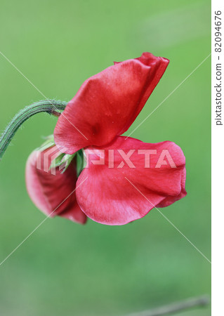 Red sweet pea flower in close up 82094676