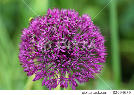 Purple dutch garlic flower 82094679
