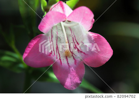 Macro of a pink and white bell shaped Beard Tongue flower Macro of a pink and white bell shaped Beard Tongue flower 82094702