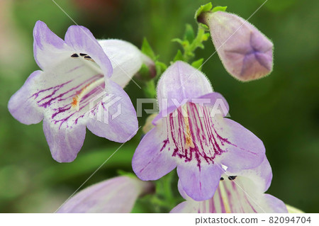 Closeup of purple and white Beard Tongue flowers Closeup of purple and white Beard Tongue flowers 82094704