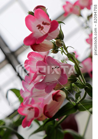 Closeup of pink and white Beard Tongue flowers 82094708