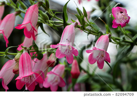 Closeup of pink and white Beard Tongue flowers Closeup of pink and white Beard Tongue flowers 82094709