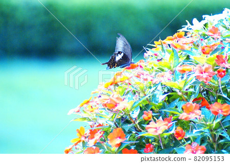 彩蟲Papilio helenus蝴蝶（2021年9月註冊） 82095153