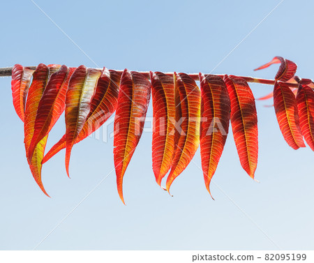 Red autumn leaves in row 82095199