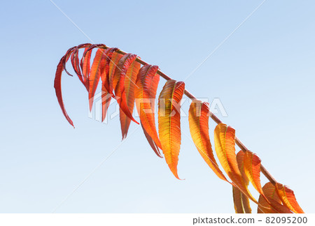 Vinegar tree branch in autumn 82095200