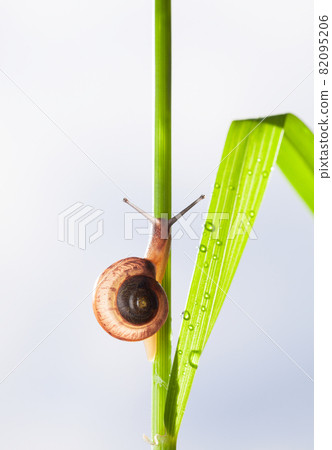 Snail on grass stem 82095206