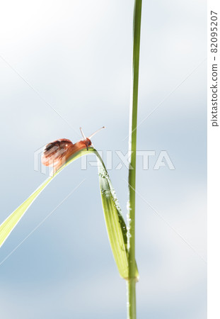 Snail on grass after rain Snail on grass after rain 82095207