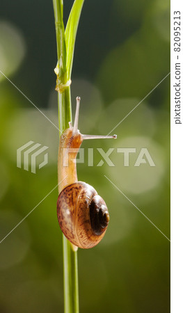 Small snail on grass Small snail on grass 82095213