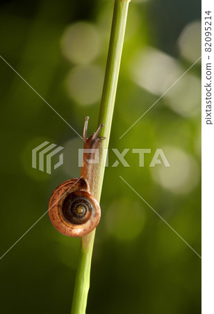Snail in garden 82095214