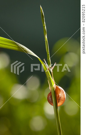 Snail behind grass in garden Snail behind grass in garden 82095215