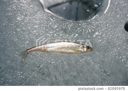 Smelt fishing on ice 82095970