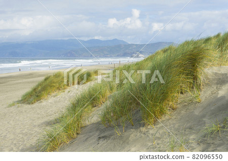 Beautiful green grasses and sand dune at Ocean Beach in San Francisco,CA. 82096550