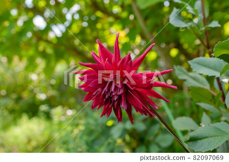 紅色大麗花 82097069