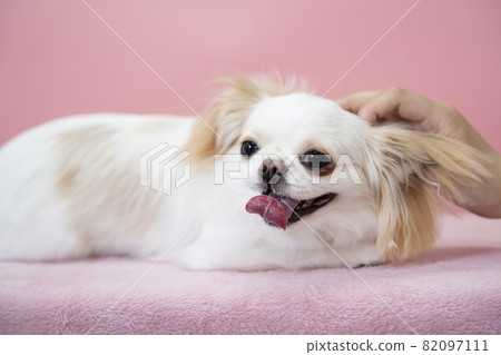 一隻白狗在被粉紅色背景撫摸後大笑 82097111