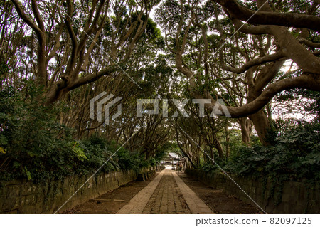 茨城縣常陸那珂市櫻塚磯崎神社參拜處的樹木 茨城縣常陸那珂市櫻塚磯崎神社參拜處的樹木 82097125