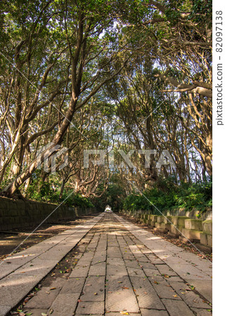 茨城縣常陸那珂市櫻塚磯崎神社參拜處的樹木 茨城縣常陸那珂市櫻塚磯崎神社參拜處的樹木 82097138
