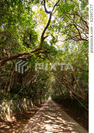 茨城縣常陸那珂市櫻塚磯崎神社參拜處的樹木 茨城縣常陸那珂市櫻塚磯崎神社參拜處的樹木 82097177