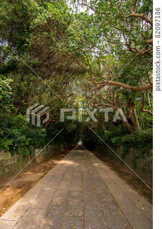 茨城縣常陸那珂市櫻塚磯崎神社參拜處的樹木 茨城縣常陸那珂市櫻塚磯崎神社參拜處的樹木 82097186