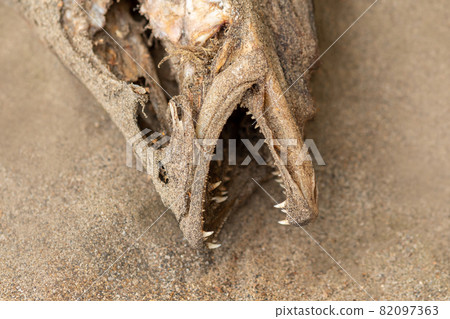 fish remains on dry sand, close-up fish remains on dry sand, close-up 82097363