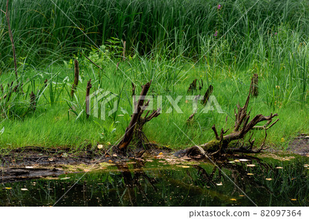 bog shore with grass and snags 82097364