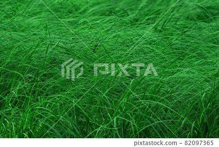 green natural background - thickets of marsh grass green natural background - thickets of marsh grass 82097365
