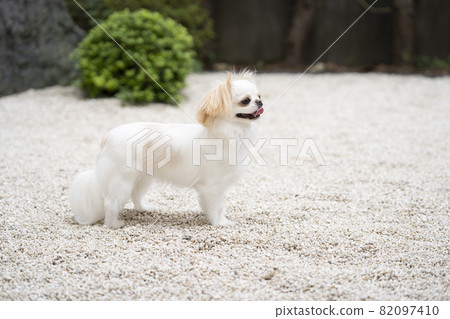 Profile of a laughing white dog Profile of a laughing white dog 82097410