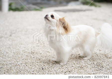 White dog looking up White dog looking up 82097841