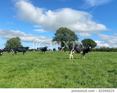 The herd of holstein milk cows grazing on pasture during warm sunny day in summer on blue sky background 82098829