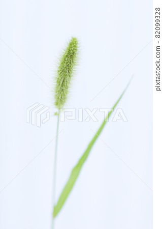 Setaria viridis / background material Setaria viridis / background material 82099328
