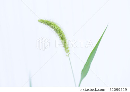Setaria viridis / background material Setaria viridis / background material 82099329