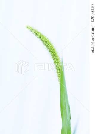 狗尾草 / 背景材料 82099330