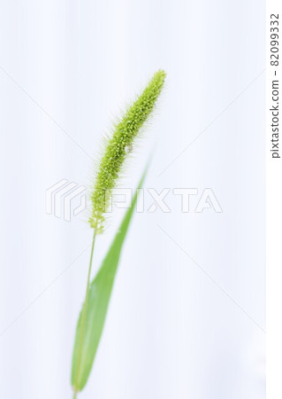 狗尾草 / 背景材料 82099332