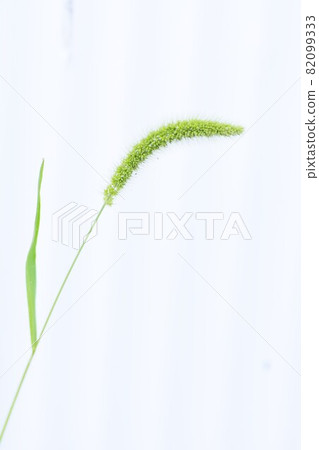 狗尾草 / 背景材料 狗尾草 / 背景材料 82099333