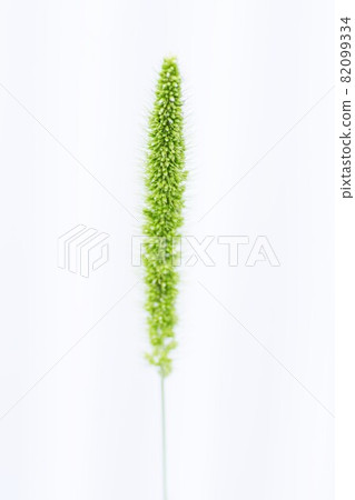 狗尾草 / 背景材料 狗尾草 / 背景材料 82099334