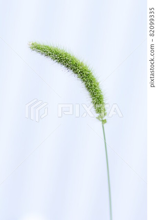 狗尾草 / 背景材料 狗尾草 / 背景材料 82099335