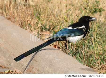 Black billed magpie also called American magpie bird standing in autumn dry grass near street curb 82099336