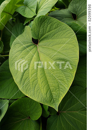 Heart shaped green tropical plant leaves background 82099398