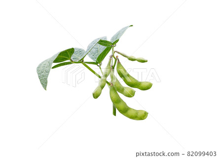 Soybean or soya bean or glycine max plan branch isolated on white. 82099403