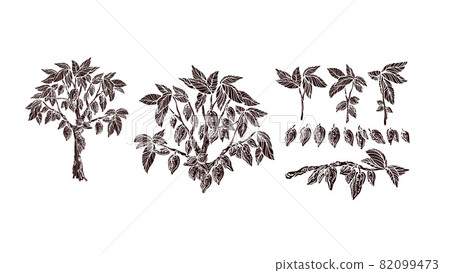 Cocoa tree. Fruit, branch set Vector vintage shape 82099473